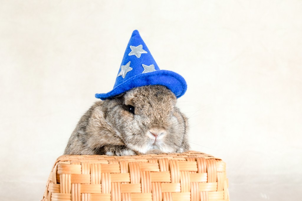 A Life of Soft Whiskers and Warm&nbsp;Hugs