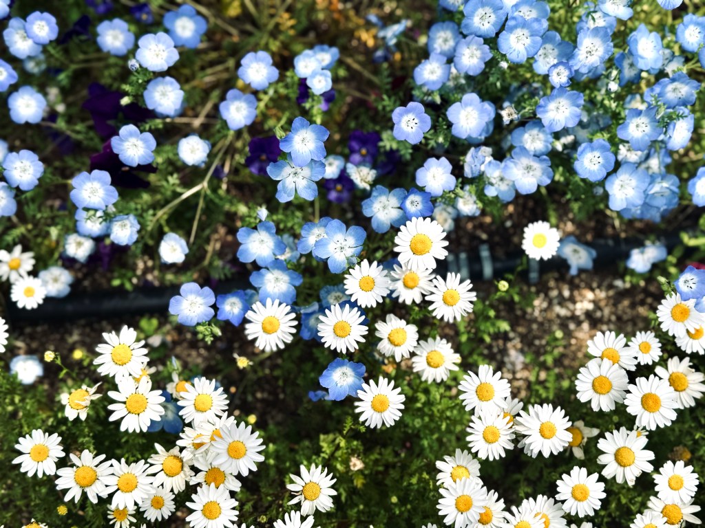 Flowers That Made Me&nbsp;Pause